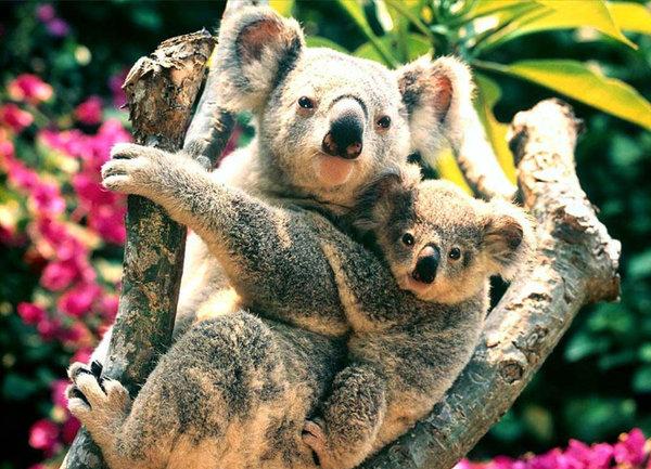 koala_by_DAMI76-1df[1]-57.jpg